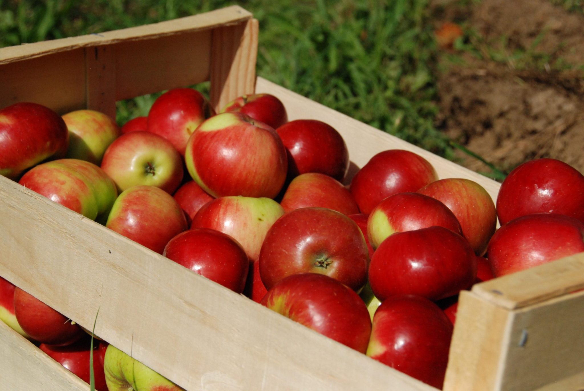 Caisses de pommes