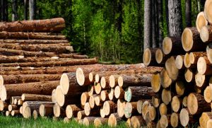 Rampe de chargement en bois - image